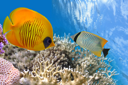 硬珊瑚礁红海的水下生命埃及