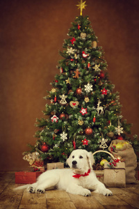 圣诞狗, 白色小狗猎犬躺在新年树下, 圣诞动物