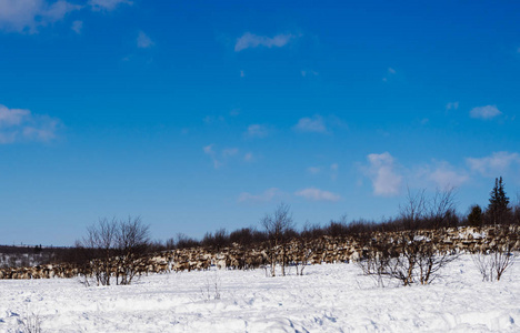 在遥远的寒冷的北方, 一群野驯鹿正穿过白雪覆盖的田野, 在蓝天下奔跑。