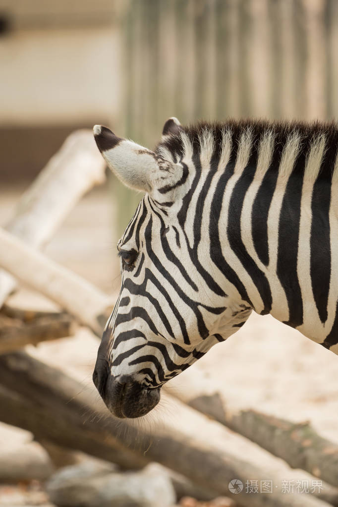 一幅大斑马的肖像