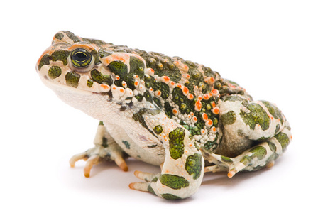 白色背景上的绿蟾蜍.照片