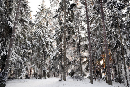雪中的云杉树