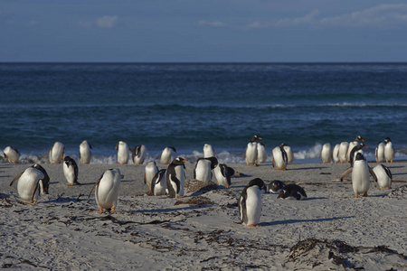 巴布亚企鹅 Pygoscelis 巴布亚 在福克兰群岛海狮岛上的沙滩上