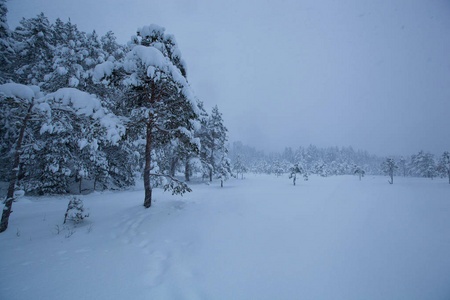 暴风雨的冬季景观雪树