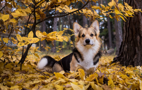 狗养殖威尔士犬彭布罗克在一个美丽的秋天森林漫步