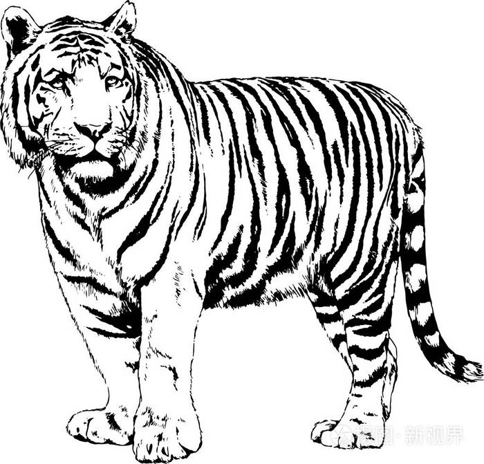 虎的素描简笔画图片