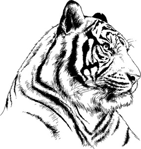 猎人墨盒带大条纹虎画墨素描在全生长照片