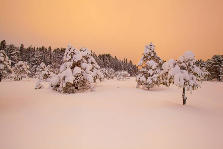 美丽的冬天的风景雪树