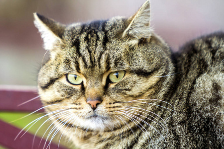 一只绿眼睛的胖条纹猫的肖像