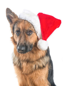 可爱的德国牧羊犬的狗画像戴着一个白色的背景上孤立的圣诞老人的帽子