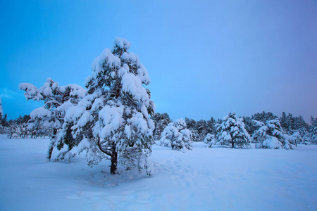 美丽的冬天的风景雪树