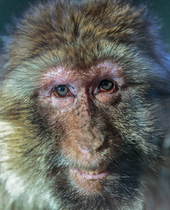 巴巴里猕猴 猕猴西尔瓦努斯塞耶, 一只猕猴的脸特写