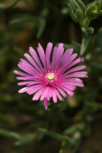 雏菊花图片