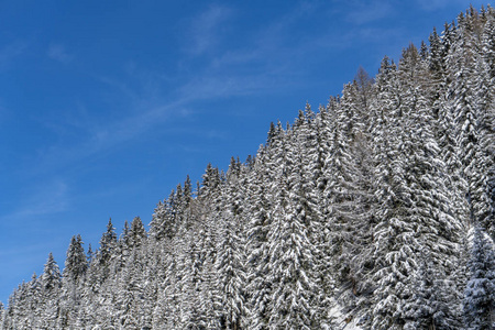 山上白雪覆盖的松树树枝