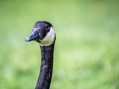 加拿大鹅Branta canadensis