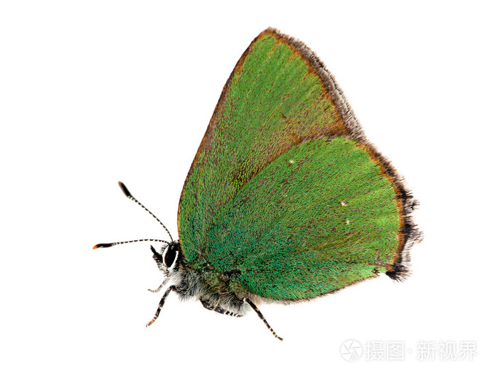 深绿色小蝴蝶