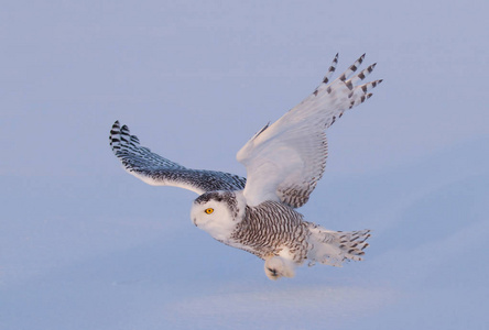 雪鸮 腹 scandiacus 在加拿大白雪覆盖的田野狩猎的同时