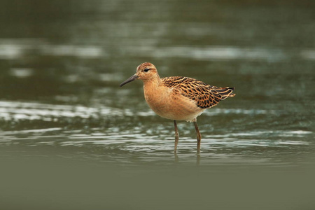 Charadrii捷克的野生性质。自由的本性。鸟在水里。野生动物摄影。鸟生命的美丽图画