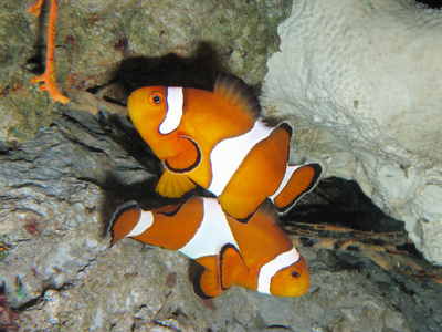 丰富多彩的水族馆生活