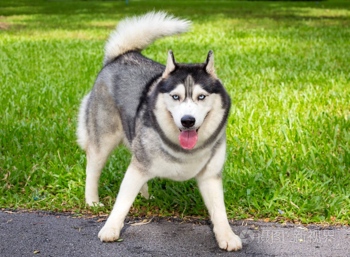 西伯利亚哈士奇犬在花园