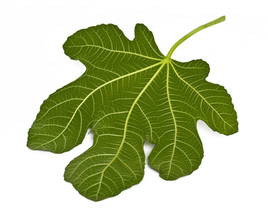 无花果树叶,遮羞布照片