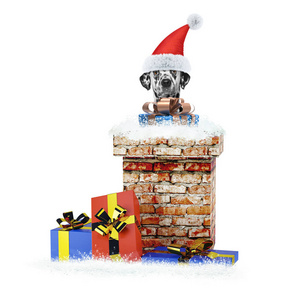 达尔马提亚圣诞老人狗的礼物从烟囱爬出来。隔离在白色