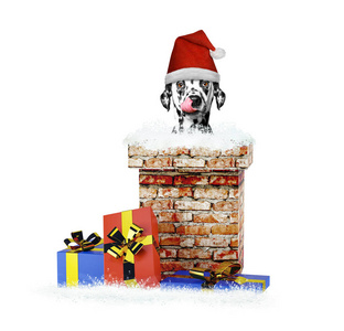 快乐的达尔马提亚圣诞老人狗爬出烟囱。隔离在白色