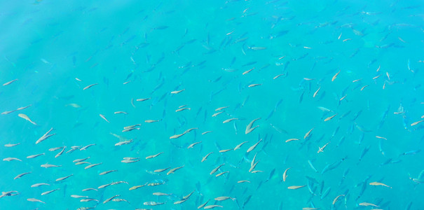 绿松石鱼背景图片
