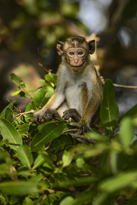 帽猴猕猴在斯里兰卡森林中的分支