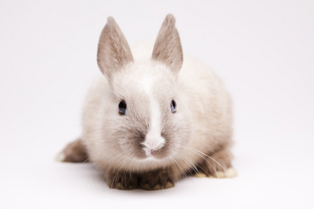 兔子孤立的白色背景