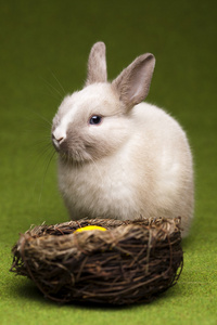 小兔子复活节