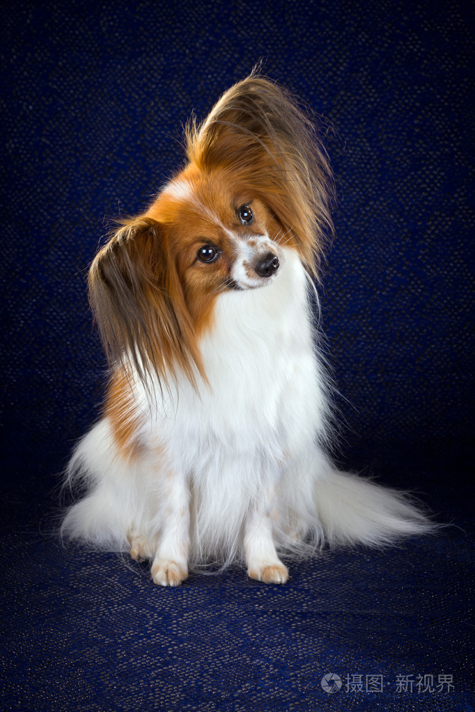 医蝶耳长毛玩赏小犬