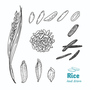 米饭矢量手绘插图