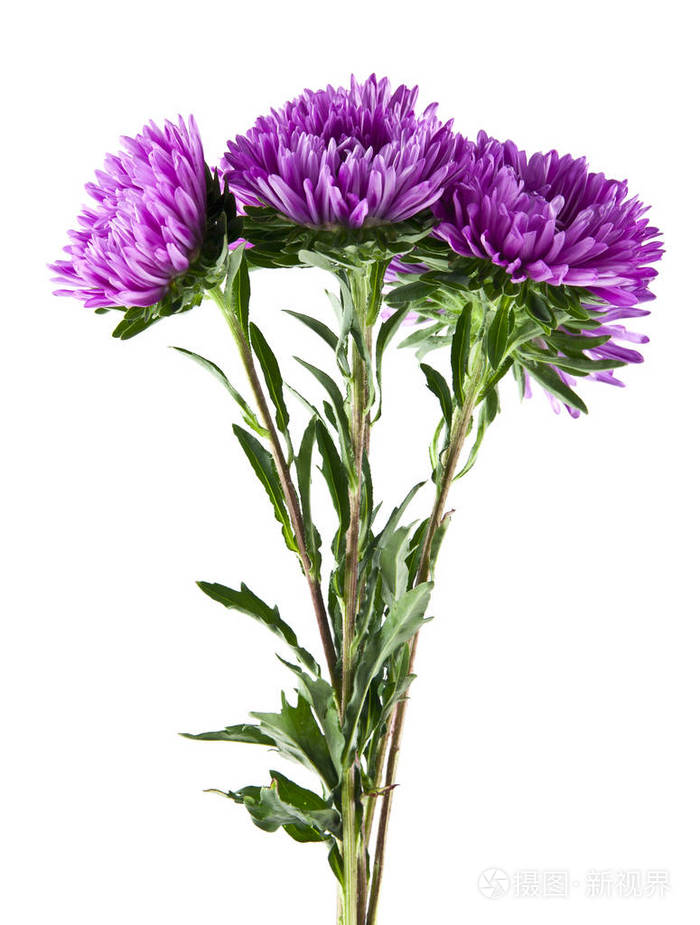 紫菀花在白色背景上孤立