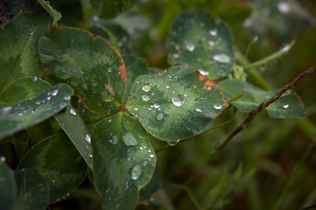 树叶上的雨图片