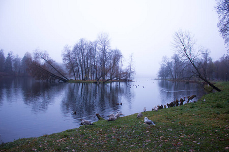 10月底, 晨雾, Gatchina, 列宁格勒地区