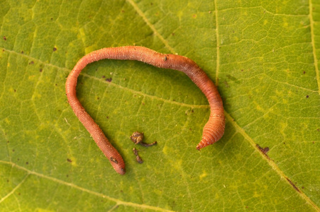 虫,蠕虫 (昆虫的)幼虫 寄生虫 懦夫照片
