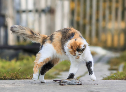 猫老鼠的游戏图片