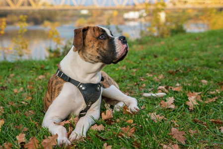 美洲斗牛犬的老爹