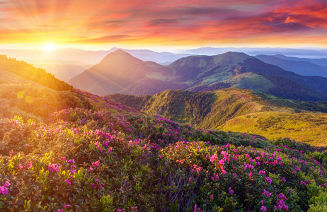 在山区朵彩色的祥云上前景, 的粉红色杜鹃花,惊人的多彩日出.