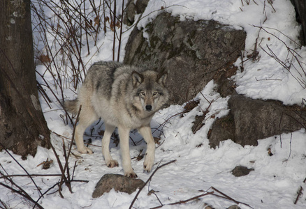 森林狼或灰狼 大犬狼疮 在加拿大的冬雪中行走