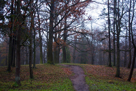 10月底, 晨雾, Gatchina, 列宁格勒地区