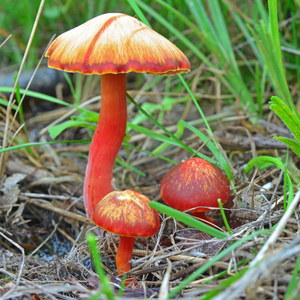 Hygrocybe 冷饭菇