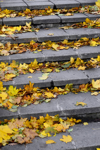 旧的具体步骤, 散落着许多发黄的秋天落叶