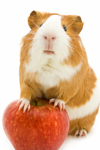 红白豚鼠和红苹果