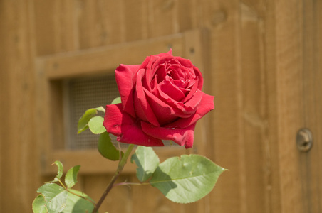 红玫瑰和木房子图片