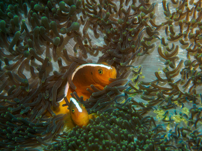 水下游动的海葵鱼