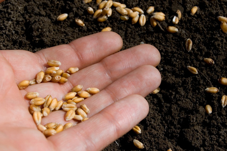 子孙种子 seed的名词复数  子孙 起源 尤指网球比赛种子选手照片