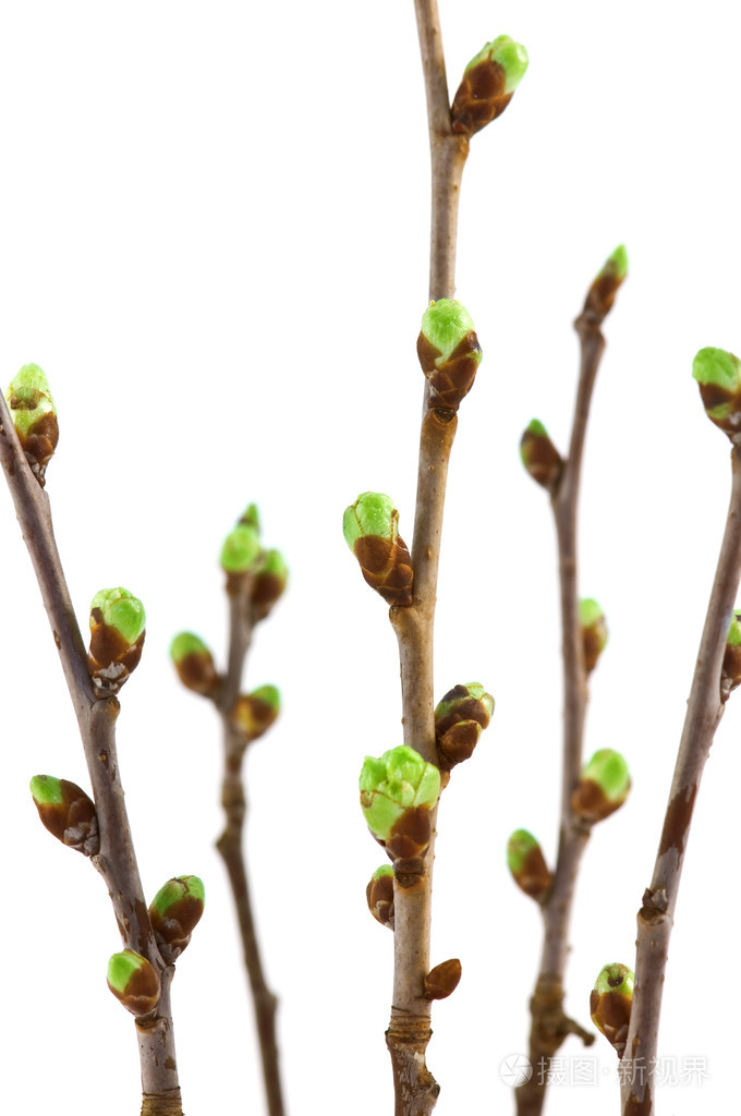 芽bud的名词复数苞半开的花未长大的叶