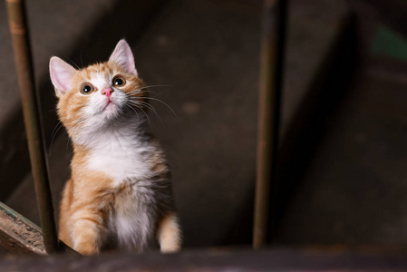 一只流浪猫在楼梯间图片